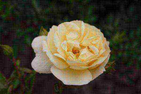 the best varieties of yellow roses
