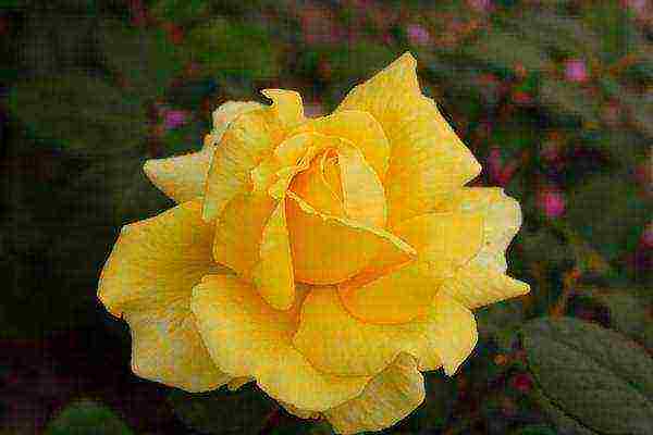 the best varieties of yellow roses