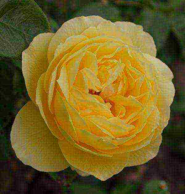 the best varieties of yellow roses