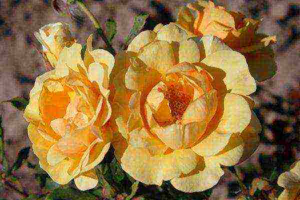 the best varieties of yellow roses