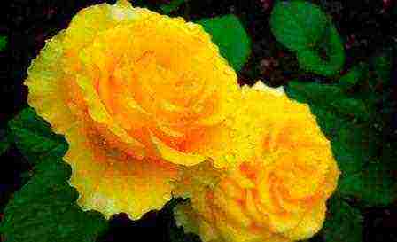 the best varieties of yellow roses