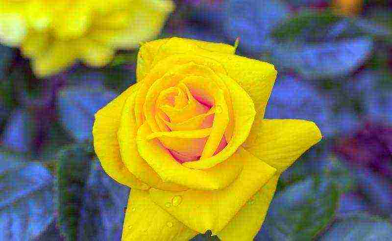 the best varieties of yellow roses