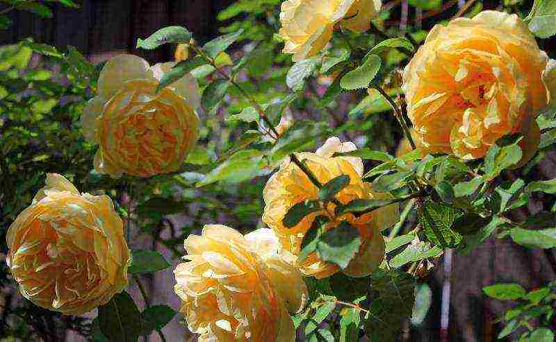 the best varieties of yellow roses