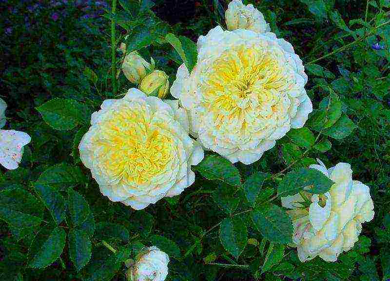 the best varieties of yellow roses