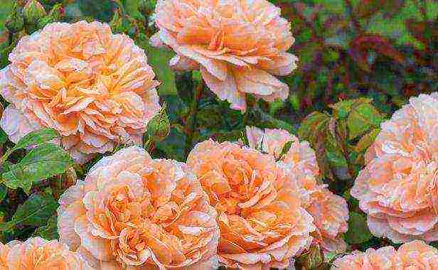 the best varieties of yellow roses