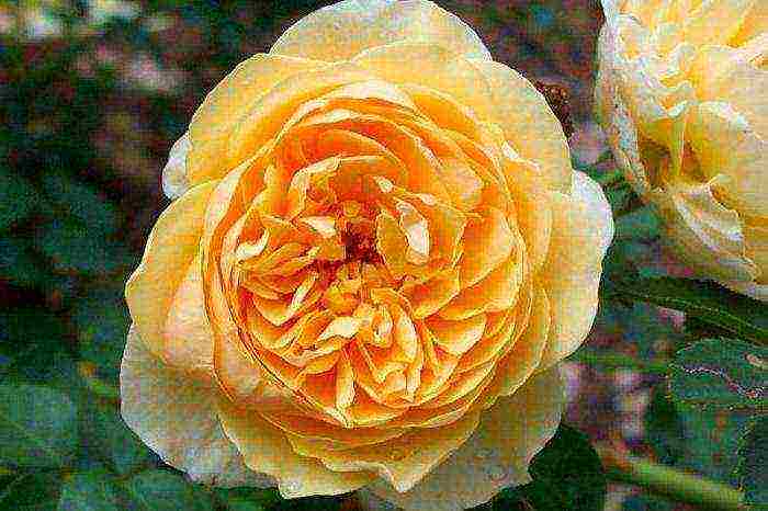 the best varieties of yellow roses