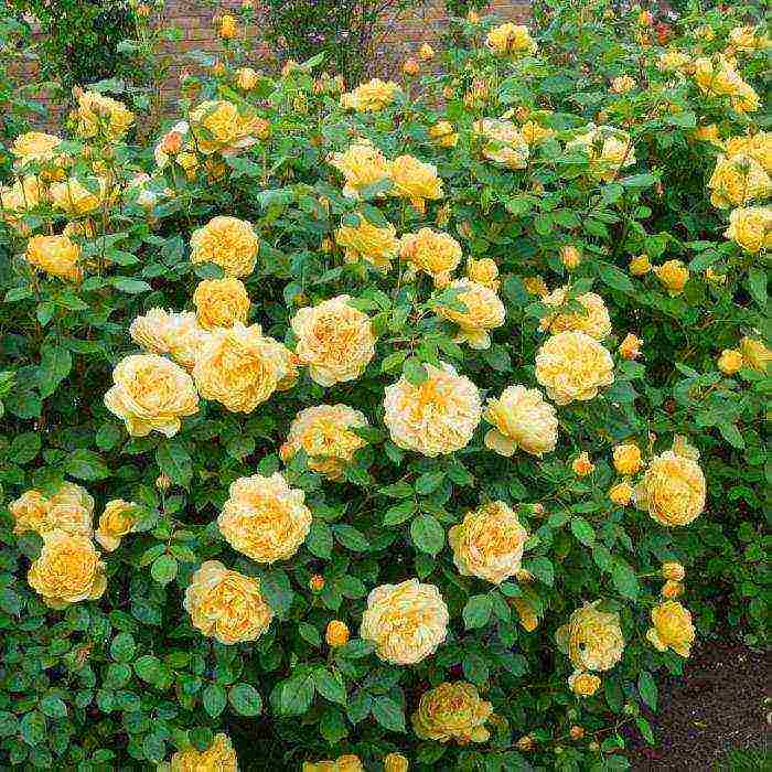 the best varieties of yellow roses