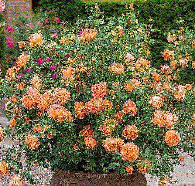 the best varieties of yellow roses