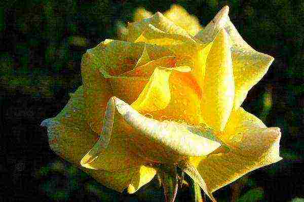 the best varieties of yellow roses