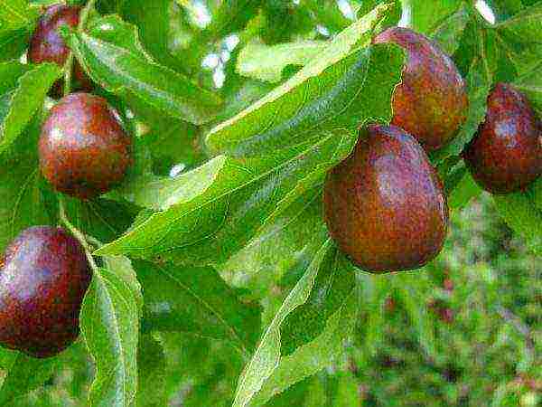 the best varieties of ziziphus