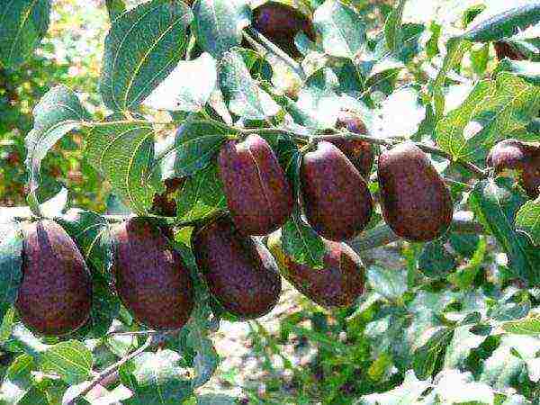 the best varieties of ziziphus