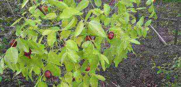 the best varieties of ziziphus