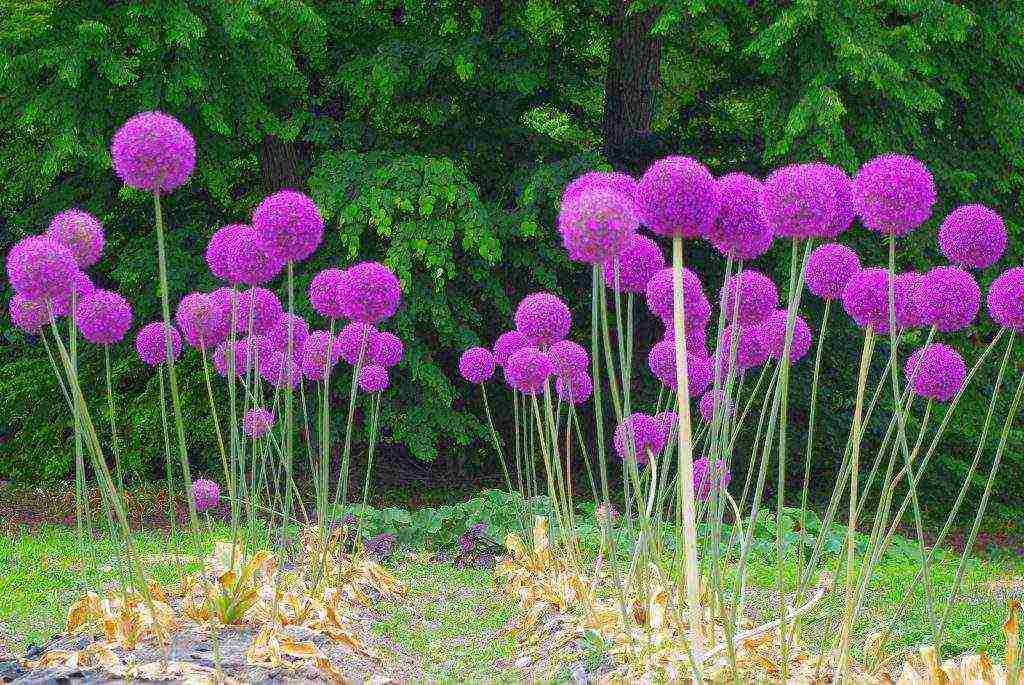 the best dried flowers varieties