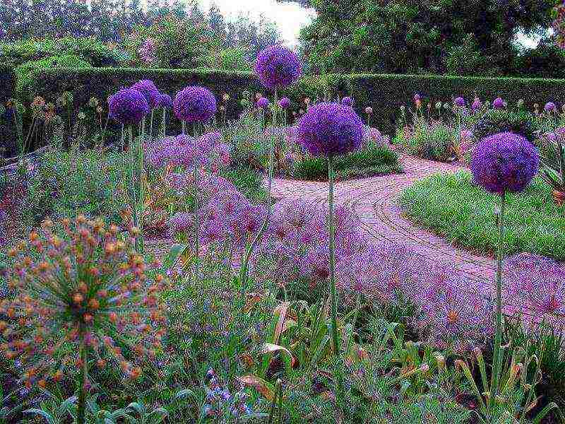 the best dried flowers varieties