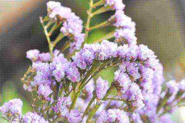 ang pinakamahusay na mga pagkakaiba-iba ng pinatuyong bulaklak