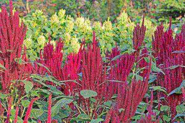 the best dried flowers varieties