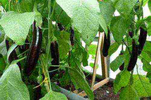 ang pinakamahusay na mga greenhouse variety