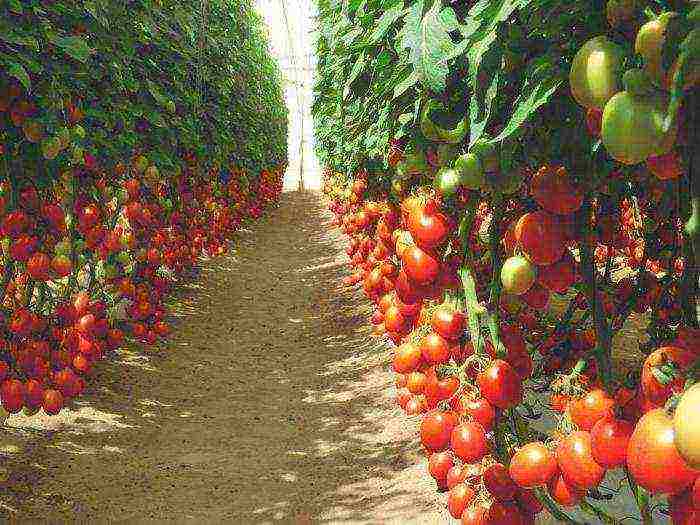 ang pinakamahusay na mga greenhouse variety