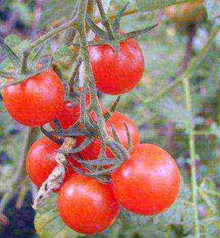 ang pinakamahusay na mga greenhouse variety