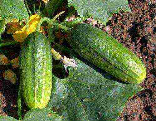 ang pinakamahusay na mga greenhouse variety