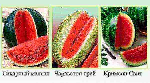 the best variety of watermelons