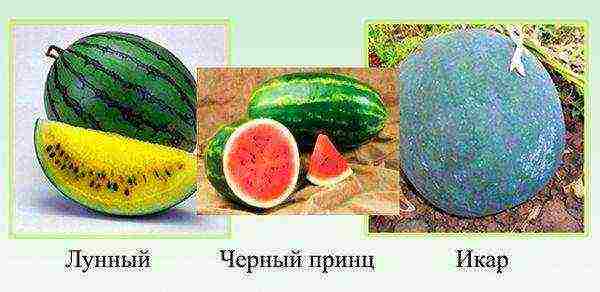 the best variety of watermelons
