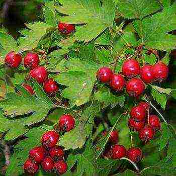 best variety of hawthorn