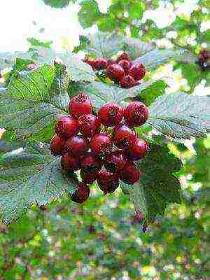 pinakamahusay na pagkakaiba-iba ng hawthorn