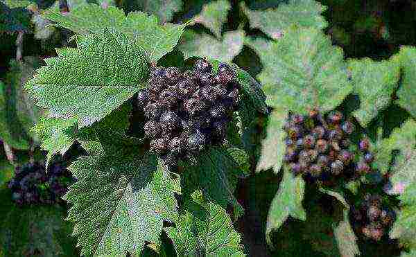 best variety of hawthorn