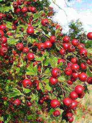 pinakamahusay na pagkakaiba-iba ng hawthorn