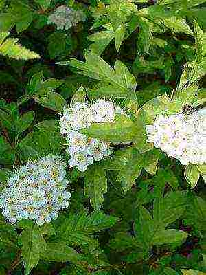 pinakamahusay na pagkakaiba-iba ng hawthorn