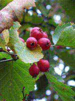 pinakamahusay na pagkakaiba-iba ng hawthorn