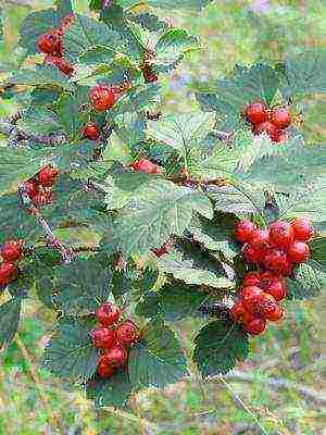 best variety of hawthorn