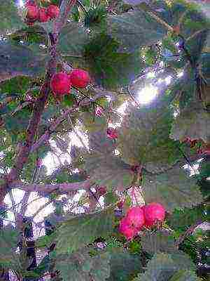 pinakamahusay na pagkakaiba-iba ng hawthorn