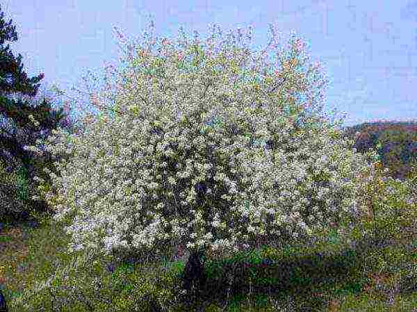 ang pinakamahusay na iba't ibang mga bird cherry