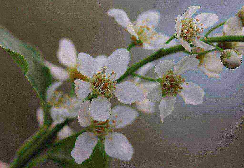 the best variety of bird cherry