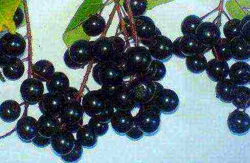 the best variety of bird cherry