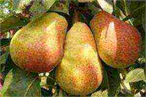 the best variety of pears