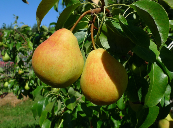 the best variety of pears