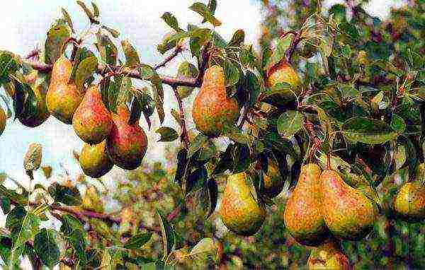 the best variety of pears