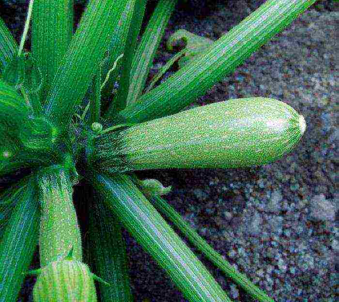 ang pinakamahusay na pagkakaiba-iba ng zucchini