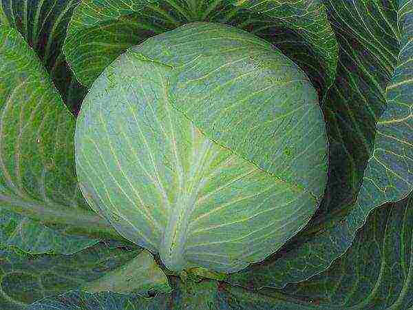 the best variety of cabbage