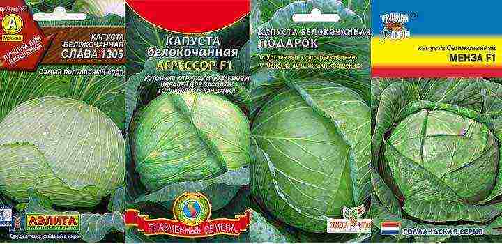 the best variety of cabbage