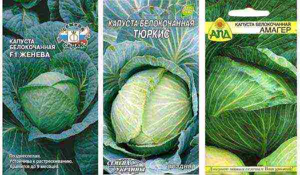 the best variety of cabbage