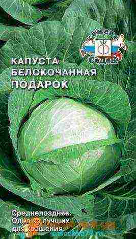 the best variety of cabbage