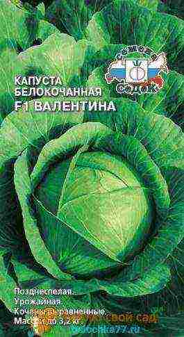 the best variety of cabbage