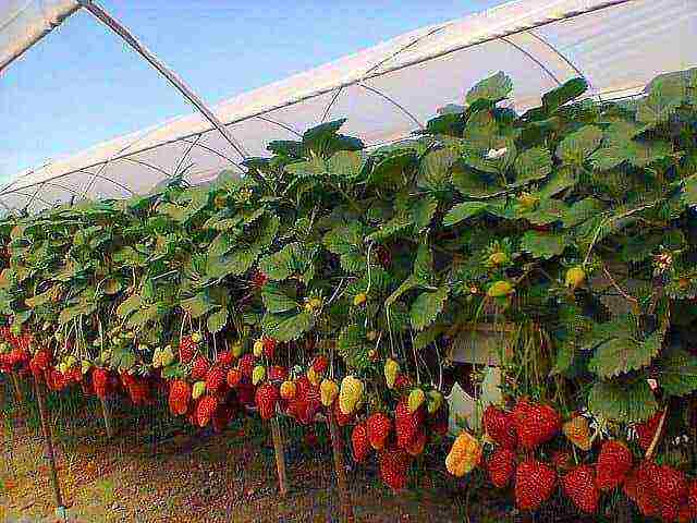 the best grade of remontant strawberry