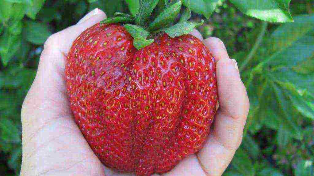 the best grade of remontant strawberry