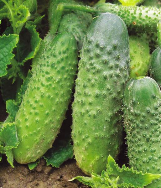 the best variety of cucumbers