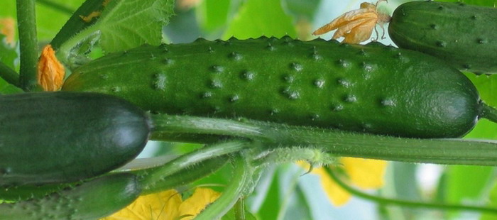 the best variety of cucumbers